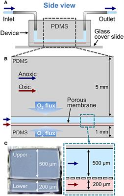 A Robust Longitudinal Co-culture of Obligate Anaerobic Gut Microbiome With Human Intestinal Epithelium in an Anoxic-Oxic Interface-on-a-Chip